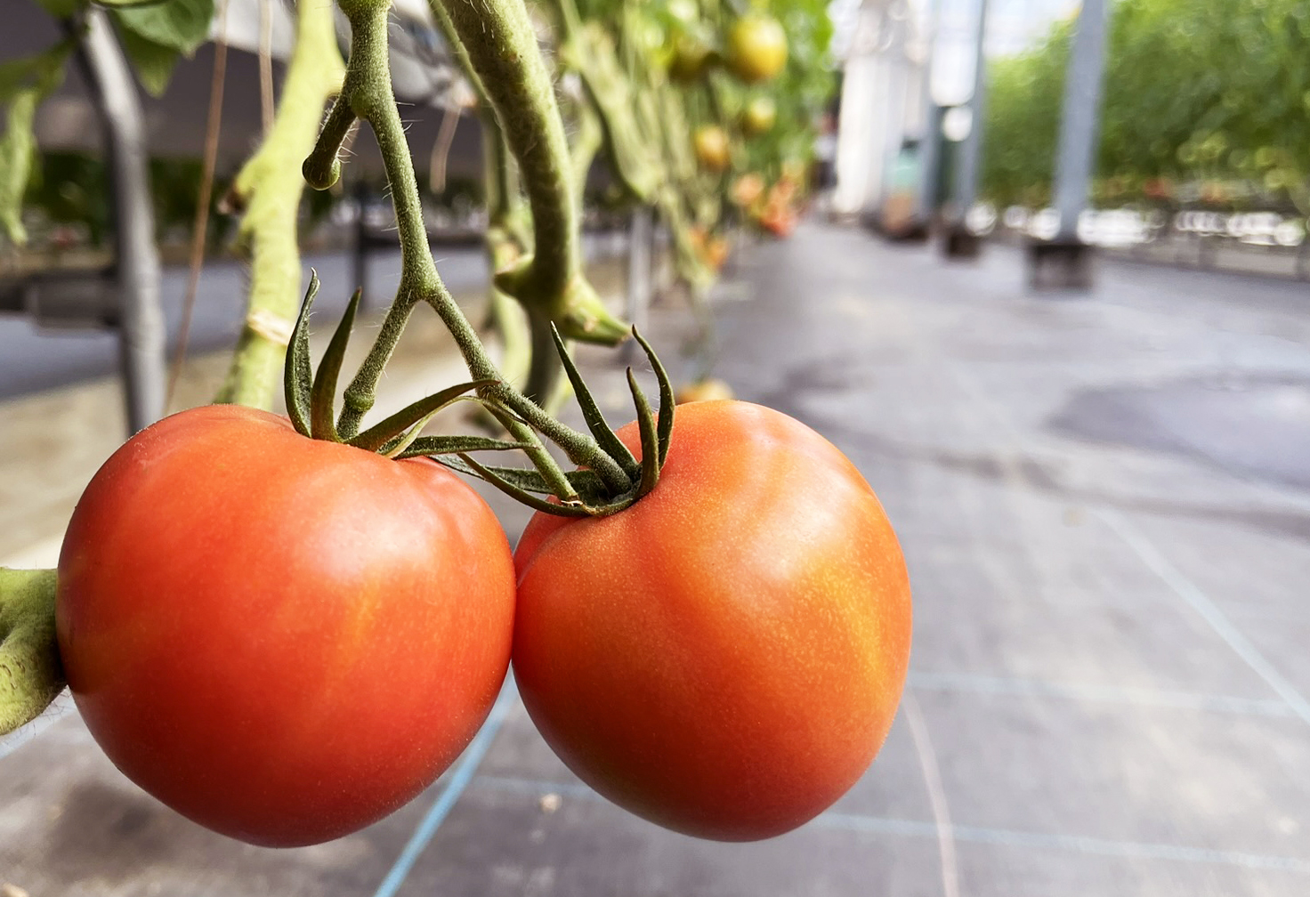 星のトマト（大玉）｜グランパークせとうち農園