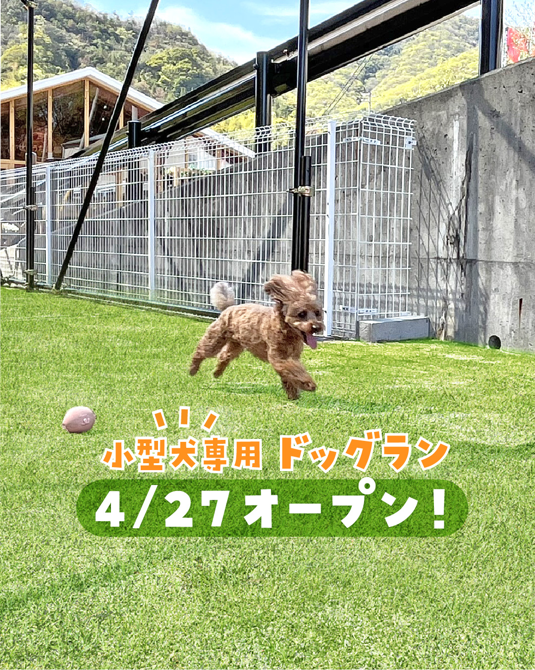 4/27 小型犬専用ドッグランがオープンします ｜ グランパークせとうち農園